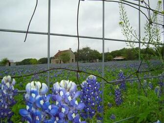 Burnet County Bluebonnets High Quality Wallpaper