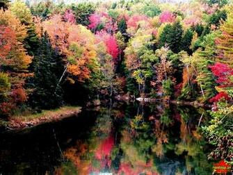 Mainefoliage Photo Gallery Foliage Wallpaper