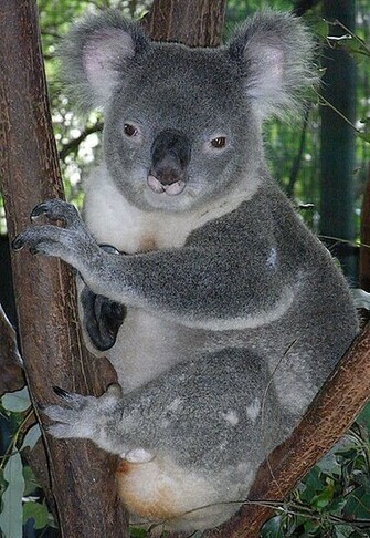 Koala Pictures Wallpaper Of