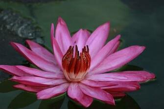 Lotus Flower HD Wallpaper High Definition iPhone