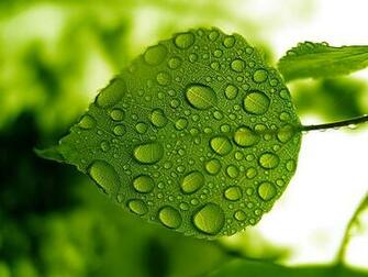 Leaf Wallpaper HD Size Amazingpict
