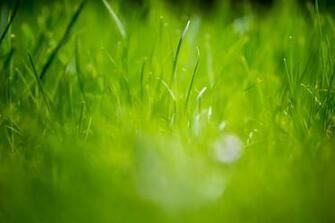 Beautiful Green Grass Field HD Wallpaper