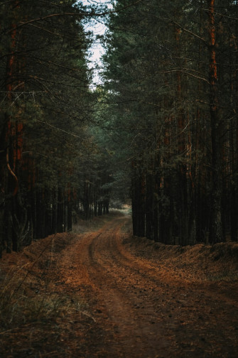 Brown Pathway Between Green Trees Photo Image On