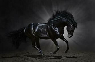 Horses HD Mobile Wallpaper Horse High Definiton Mane Animals