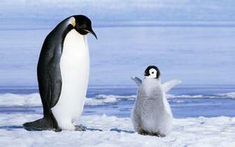 Penguin Wallpaper Image Photos Pictures Background