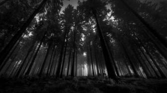 Dark Forest Background