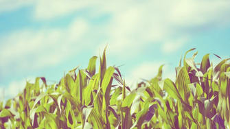 Corn Field HD Wallpaper Wallpaperfx
