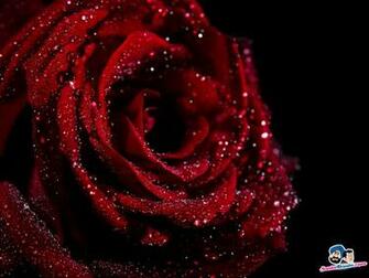 Roses Wallpaper