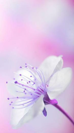Spring Flowers Live Wallpaper Android Apps And Tests Androidpit