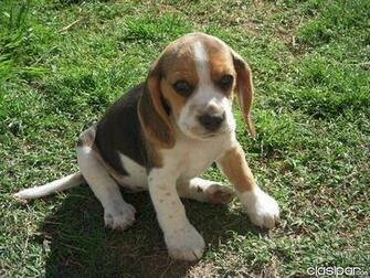 Bull Dog Ingles Reproductor Exelente Pedigree Linea Von Sar