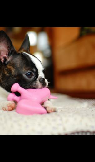 Boston Terrier Wallpaper HD Of Amazon