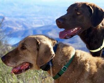 Chesapeake Bay Retriever Wallpaper Puppy Pictures Breed Info