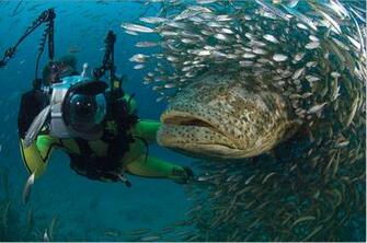 Amaze Pics Vids Best Photo Awards By National Geographic