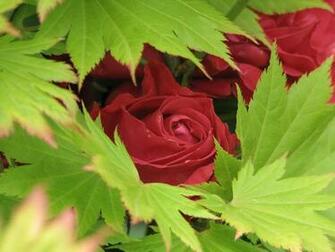 Bed Of Roses Wallpaper HD
