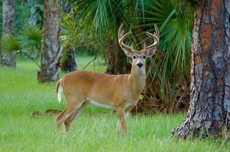 Deer White Tailed Wallpaper Background Image
