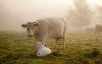 Cow Computer Wallpaper Desktop Background Id