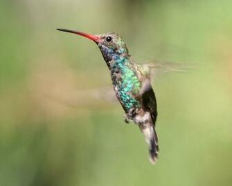 Beautiful Hummingbird Desktop Pc And Mac Wallpaper