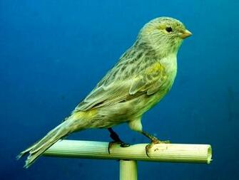 HD Wallpaper Canaries Black Opal Aviary Animal Themes One