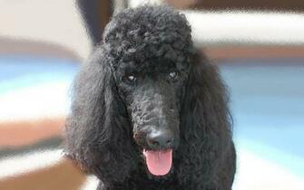 Black Poodle Wallpaper