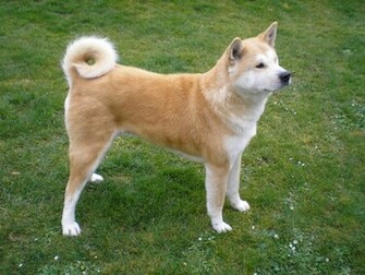 Akita Inu Wallpaper Desktop