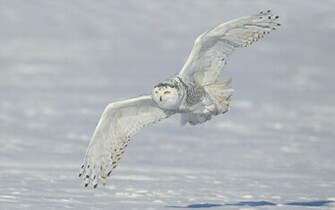 White Owl Wallpaper Desktop