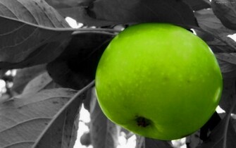 Green Apple Tree Food Wallpaper Fruit HD Pictures