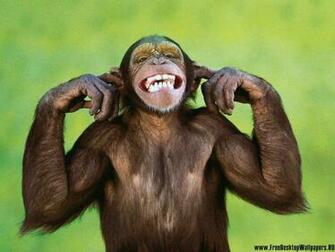 Chimpanzee Wallpaper X Net