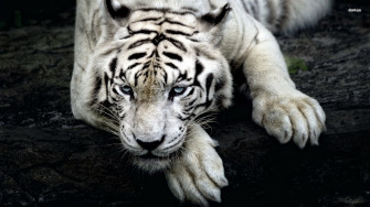 Cool Tiger Wallpaper