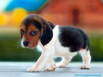 Its A Hound Dog Wallpaper