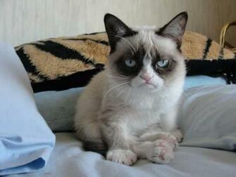 Grumpy Cat Pictures HD Wallpaper