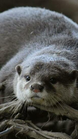 Otter Wallpaper Image Group