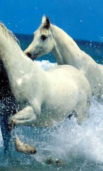 Cute Horse Wallpaper Android Apps On Google Play