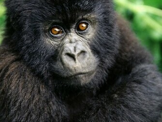 Chimpanzee Wallpaper For Android