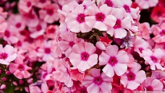Flowers Wallpaper