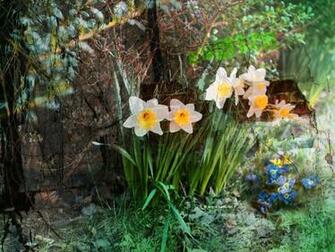 Spring Emerges Wallpaper Photos Kate Net Created