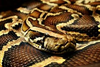 Burmese Python Pictures By Silvay
