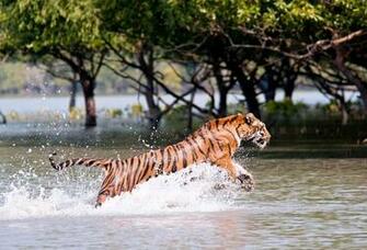 Sunderbans National Park