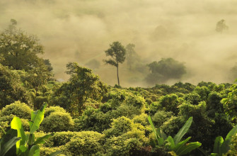 Green Trees Under White Clouds Photo Jungle Image