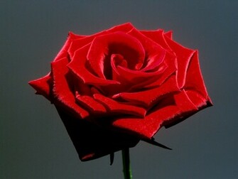 Hq Red Rose Wallpaper