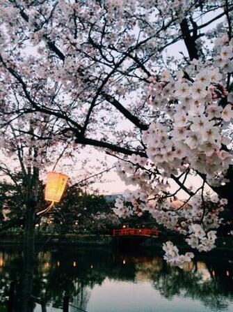 Hanami Cherry Blossoms Festival In Nagoya Japan Sakura