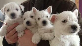 West Highland White Terrier Westie Puppy Near New York
