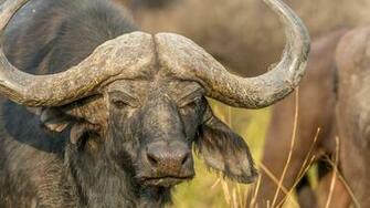 African Buffalo Wallpaper X Net