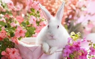 Easter Wide Wallpaper High Definition Quality