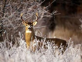 Deer Hunting Wallpaper
