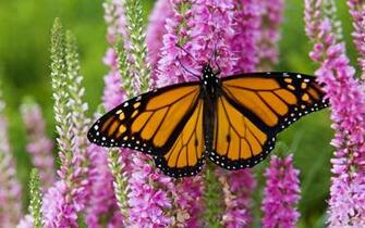 Monarch Butterfly HD Wallpaper Background Image