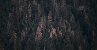Dry Warm Conditions Keep California S National Forests Parched