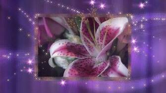 Stargazer Lily Wallpaper
