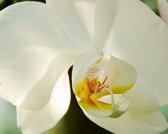 White Orchid Wallpaper