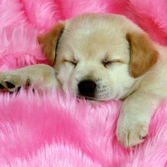 Beautiful Dogs