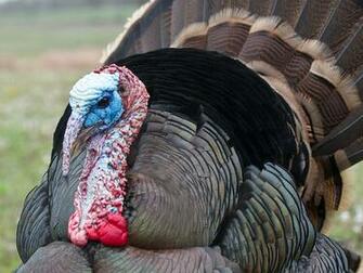 Wild Turkey